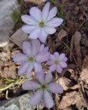 Hepatica nobilis