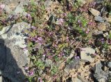 Lamium amplexicaule