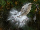 Asclepias syriaca