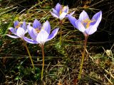 Crocus speciosus