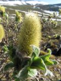 Salix lanata