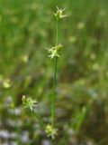 Juncus ambiguus