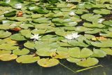 Nymphaea alba