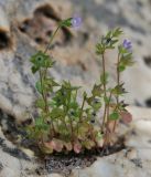 Campanula erinus