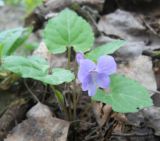 Viola selkirkii