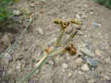 Matthiola integrifolia