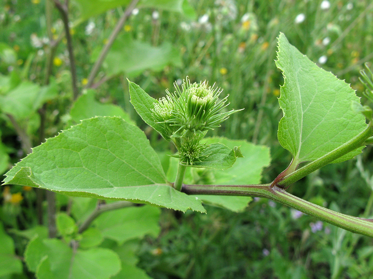 Изображение особи Arctium lappa.