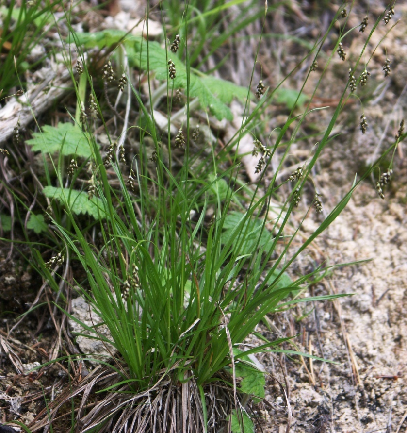 Изображение особи Carex capillaris.