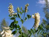 Vicia amurensis