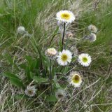 Erigeron eriocalyx