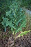 Lactuca serriola