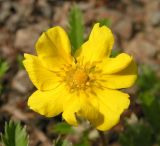 Potentilla pacifica. Цветок. Хабаровский край, Ванинский р-н, окр. пос. Высокогорный. 09.06.2013.