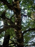 Betula pendula. Средняя часть ствола. Крымский природный заповедник, северо-восточный склон Бабуган-Яйлы. 18.07.2009.