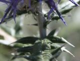 Echinops ruthenicus