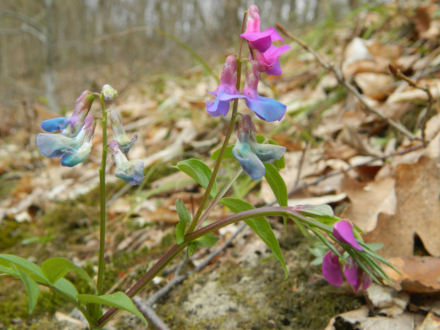 Изображение особи Lathyrus vernus.