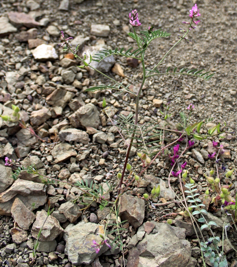 Изображение особи Astragalus vicarius.