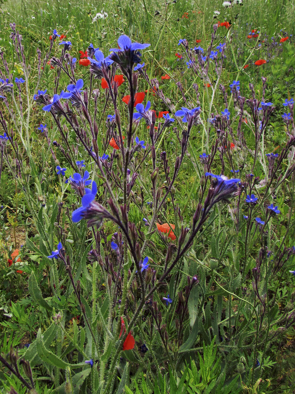 Image of Anchusa azurea specimen.