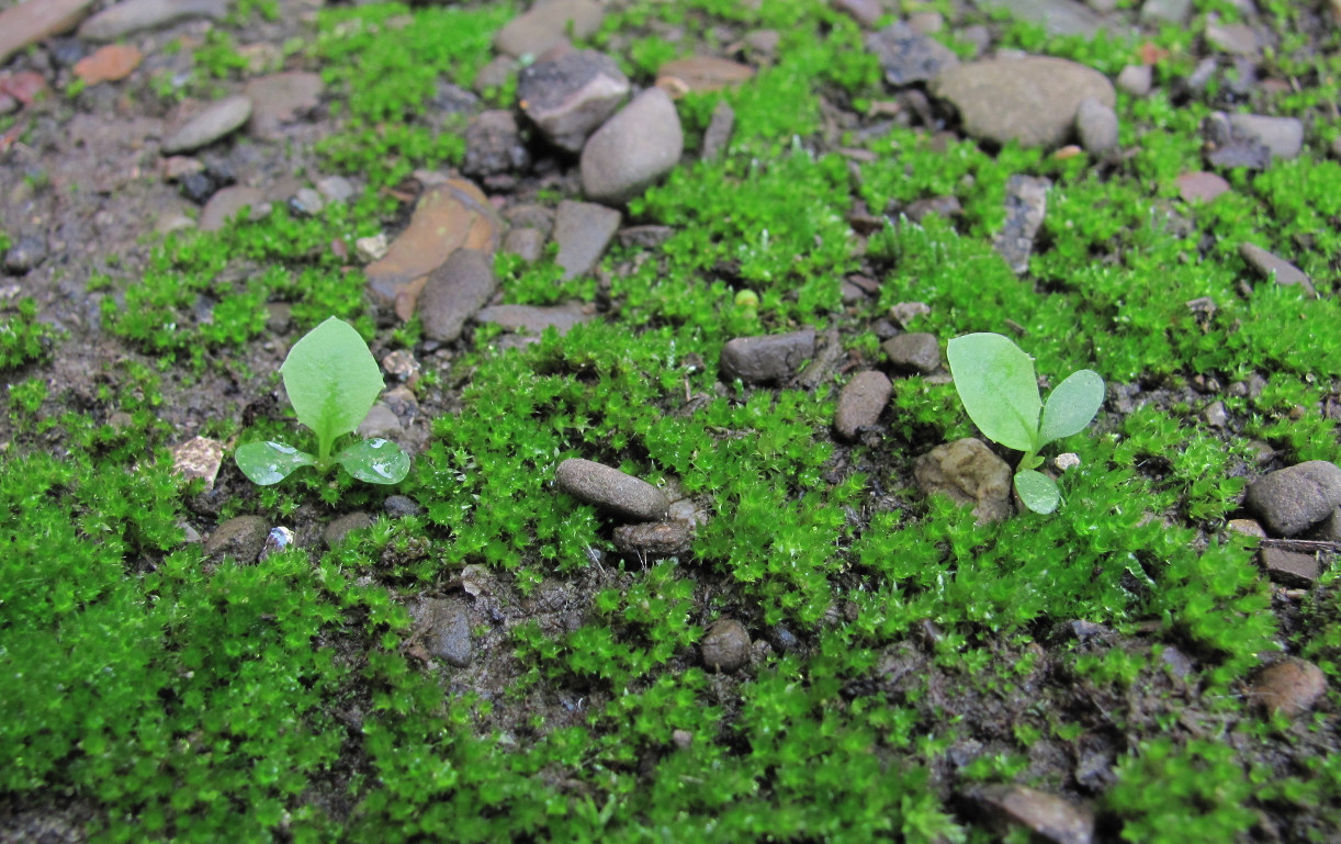 Изображение особи Taraxacum officinale.