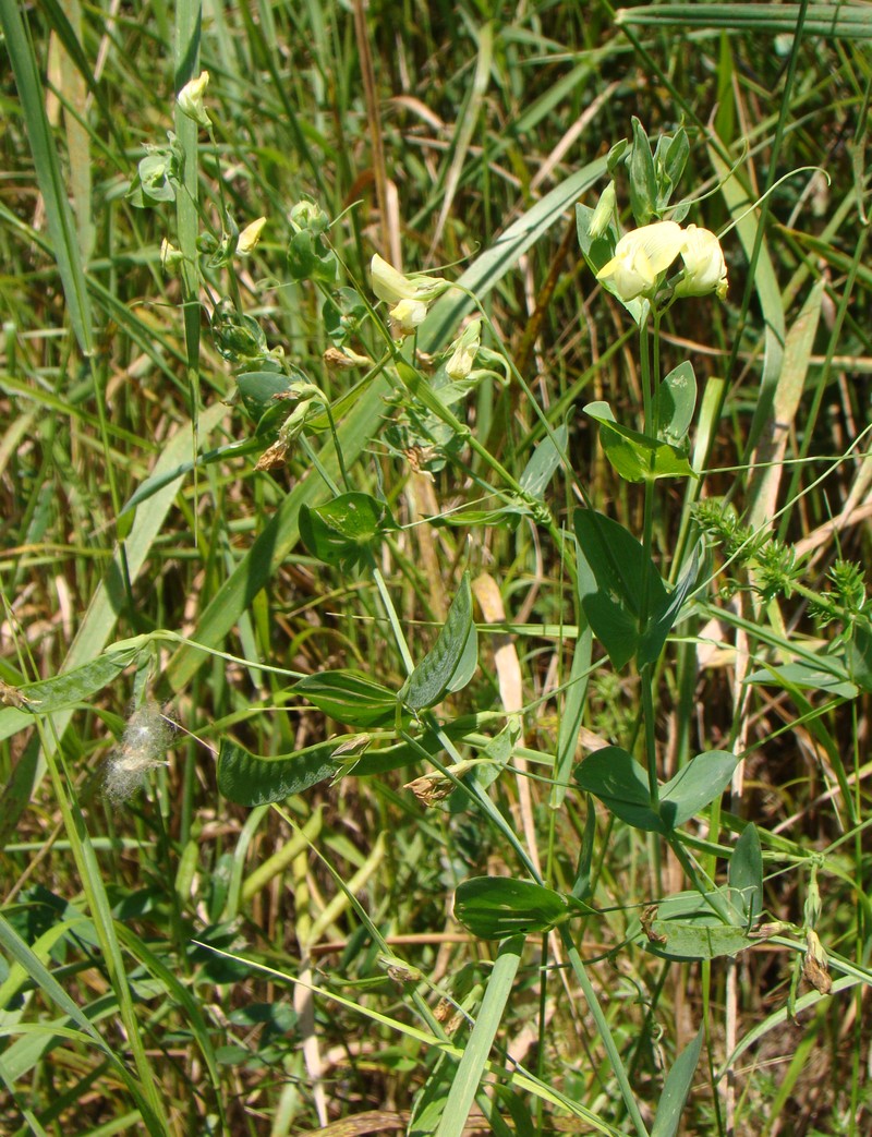 Изображение особи Lathyrus aphaca.