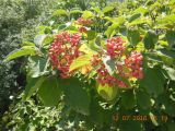 Viburnum lantana