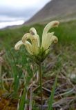 Pedicularis capitata. Верхушка цветущего растения. Чукотка, Шмидтовский р-н, хр. Паляваам, верховья р. Алыпыртын, юго-западный склон пер. Топографов, тундра. 20.07.2014.