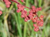 род Chenopodium. Верхушка побега с соплодиями. Иркутская обл., Иркутский р-н, окр. дер. Жердовка, луг в долине р. Куда 07.09.2016.