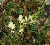 Aconitum anthoroideum. Верхушка отцветающего растения с цветками и плодами. Республика Алтай, Шебалинский р-н, долина р. Черная, южный склон. 26 августа 2005 г.