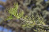 Fraxinus excelsior. Верхушка побега с распускающимися листьями и соцветиями. Саратов, парковая зона. 05.05.2017.