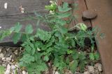 Pimpinella saxifraga