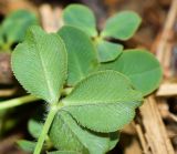 Trifolium fragiferum