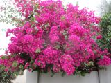 Bougainvillea glabra