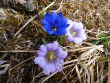 Gentiana grandiflora