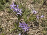 Vinca herbacea. Цветущее растение (часть цветков аномальные). Крым, Ай-Петринская яйла, окр. скалы Биюк-Исар. Начало мая 2010 г.