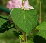 Hydrangea arborescens