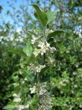 Elaeagnus umbellata