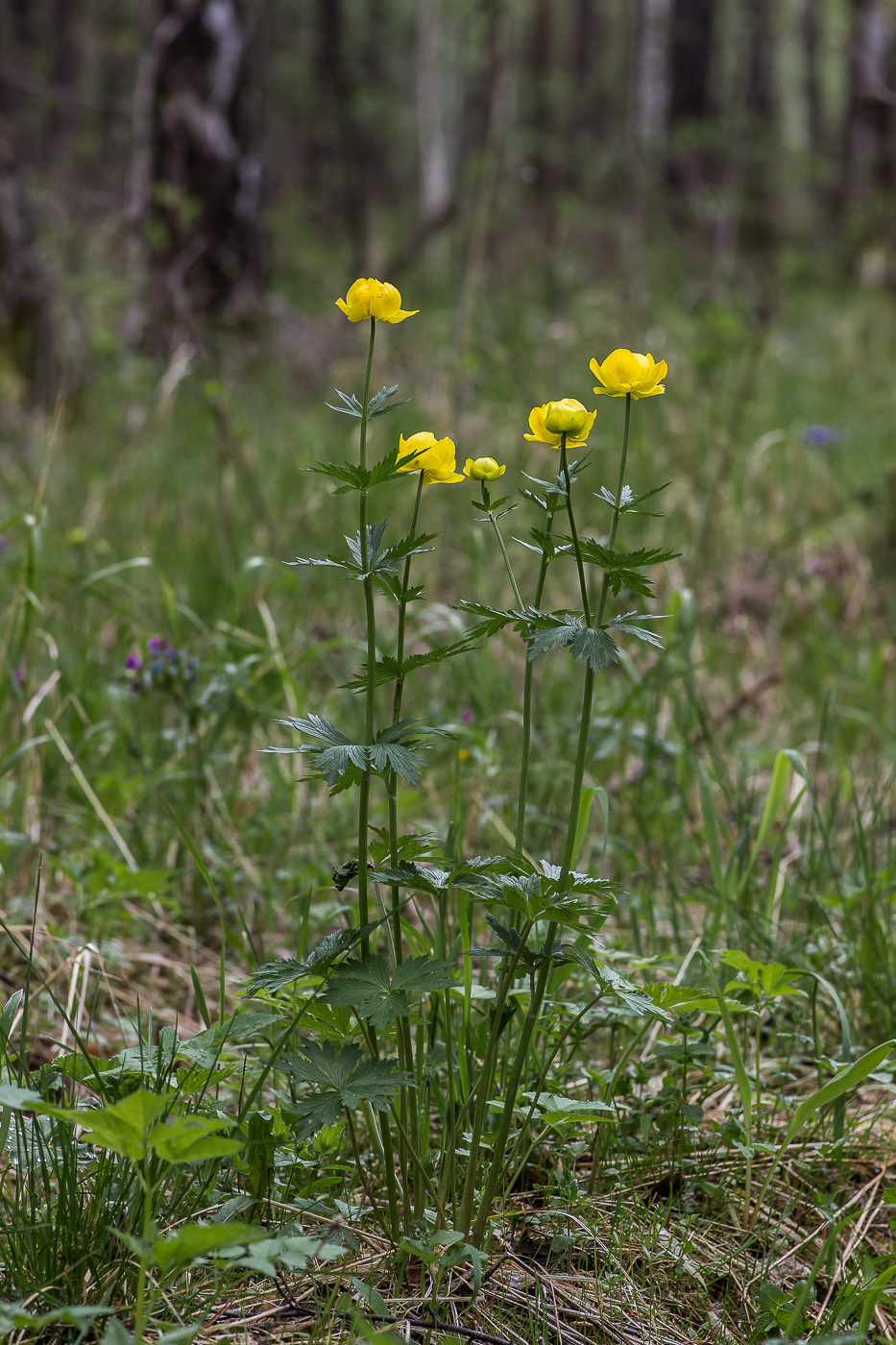 Изображение особи Trollius europaeus.