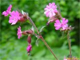 Melandrium dioicum. Верхушки цветущих побегов. Украина, Львовская обл., Сколевский р-н, национальный природный парк \"Сколевские Бескиды\", окр. с. Каменка, возле тропинки до горного озера Журавлиное. 19.05.2018.