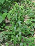 Lilium szovitsianum. Растение с бутоном. Грузия, нижняя часть Боржоми-Харагаульского национального парка, смешанный лес. 24.05.2018.