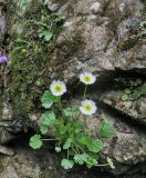 Ranunculus alpestris