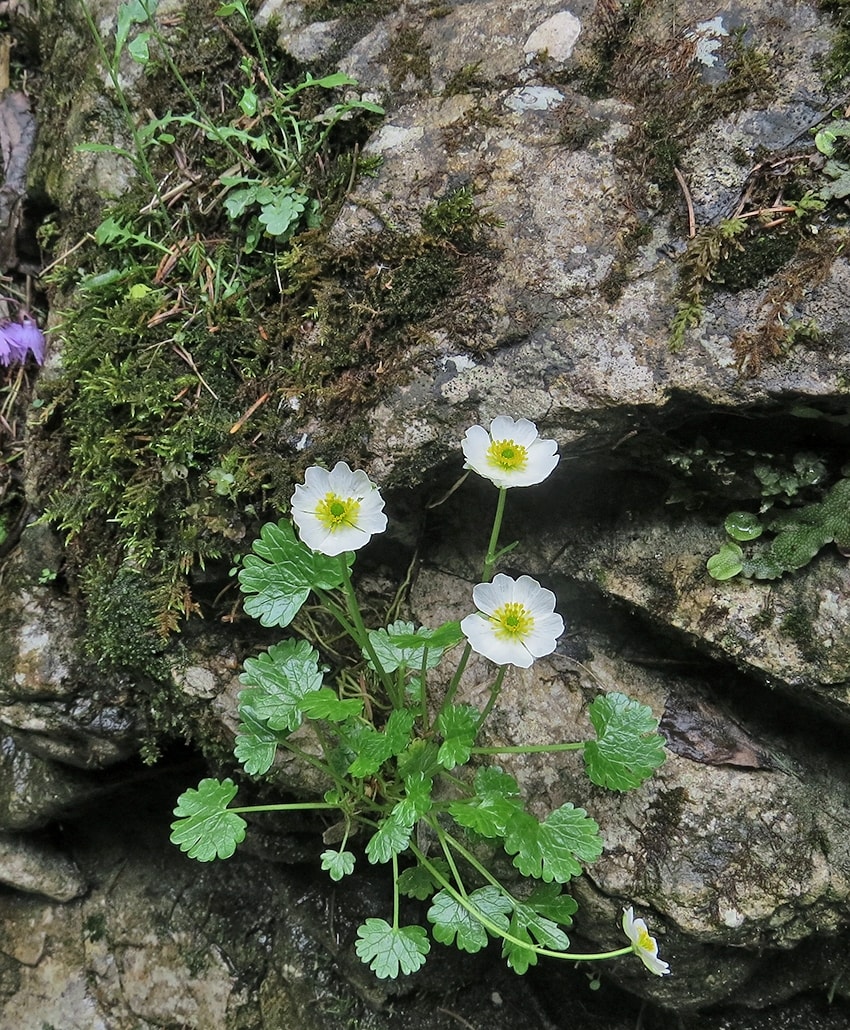 Изображение особи Ranunculus alpestris.