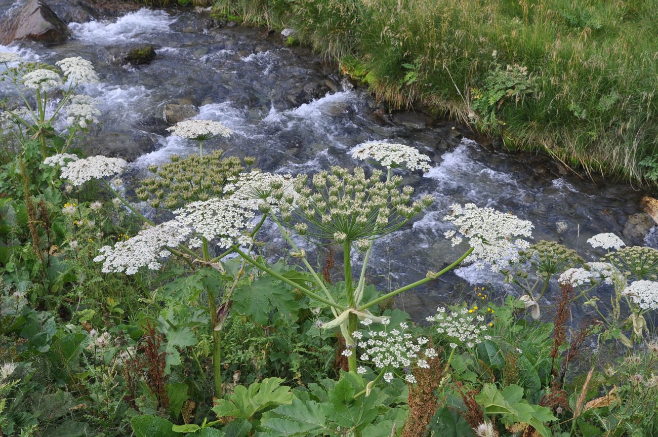 Изображение особи род Heracleum.