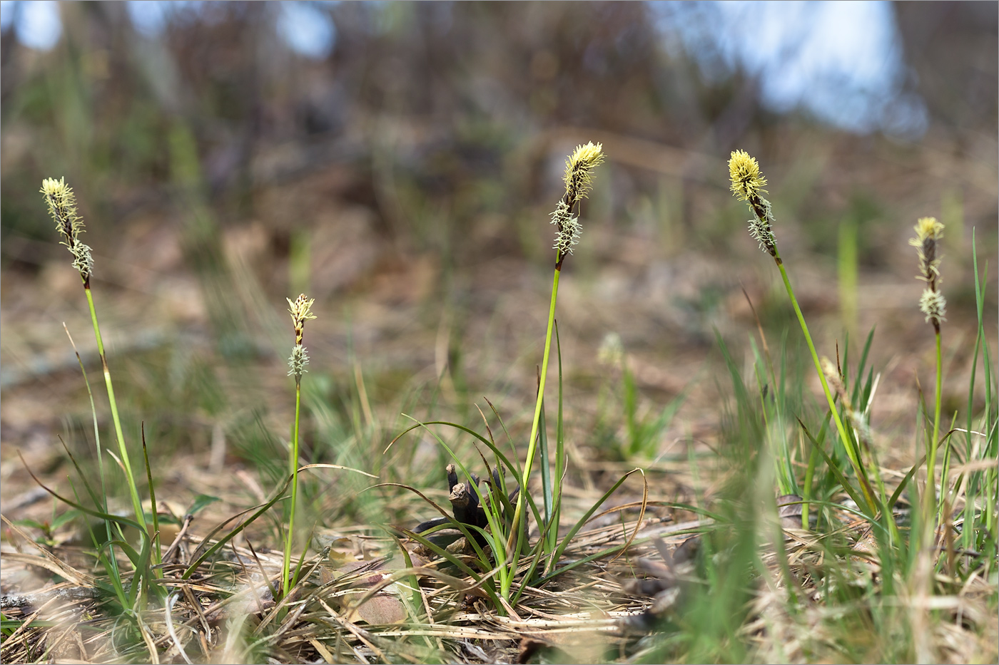 Изображение особи Carex ericetorum.