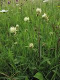 Trifolium ochroleucon