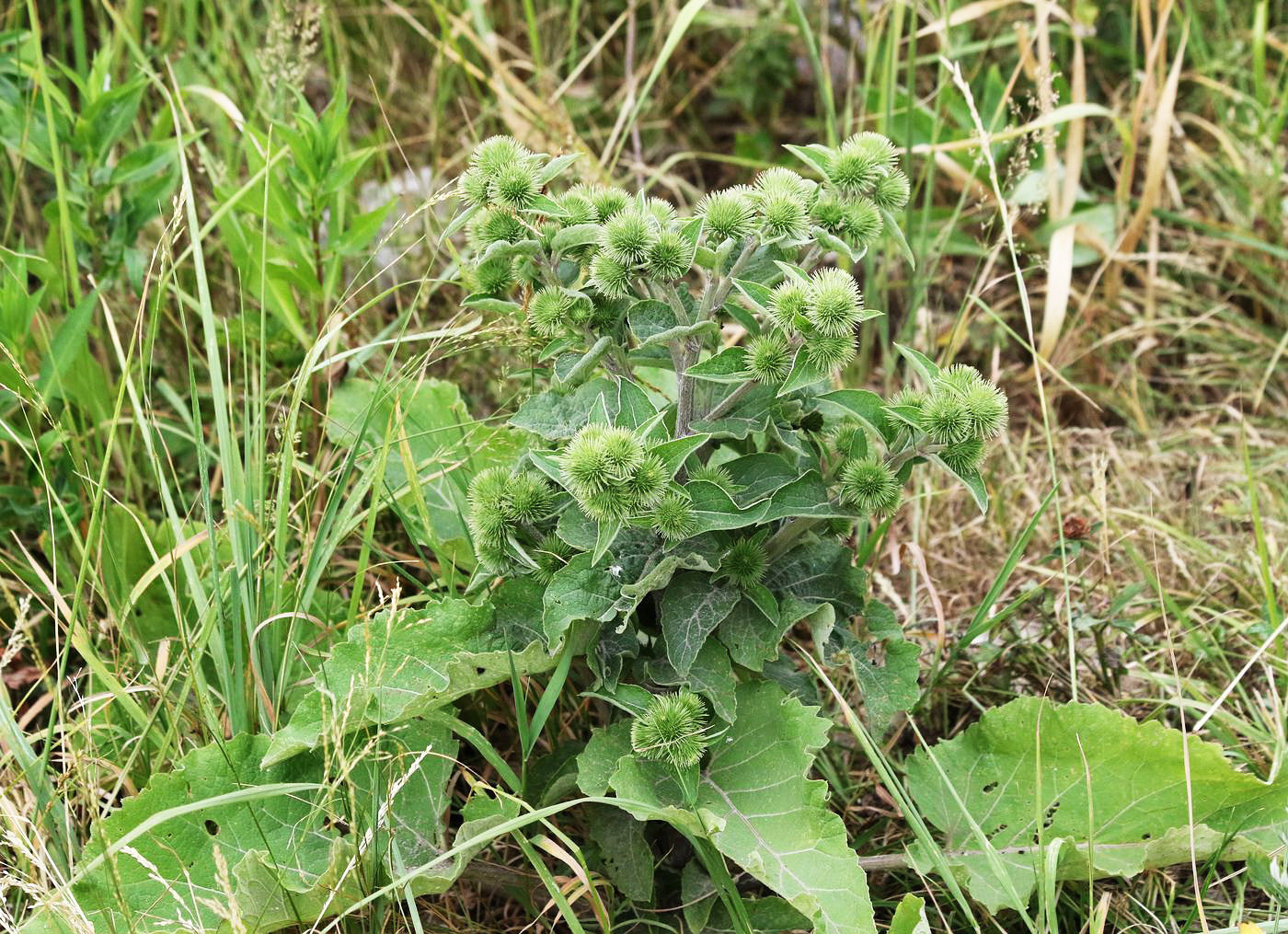 Изображение особи Arctium lappa.