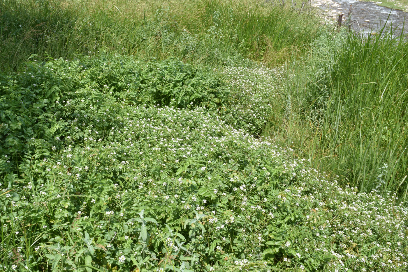 Image of Nasturtium officinale specimen.