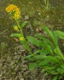 Solidago multiradiata. Цветущее растение. Мурманская обл., г. Кировск, ПАБСИ, в культуре. 03.08.2012.