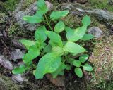 Prunella vulgaris. Побеги с поражёнными(?) листьями. Краснодарский край, Абинский р-н, окр. пос. Новый, берег р. Хабль. 27.05.2020.