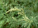 Artemisia vulgaris