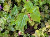 Asystasia gangetica. Листья. Израиль, г. Бат-Ям, в озеленении высотного дома. 12.05.2020.