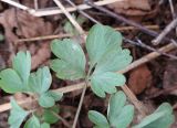 Corydalis solida. Лист, поражённый Peronospora corydalis. Тверская обл., Весьегонский р-н, с. Чистая Дуброва, берег р. Смородинка, ольшаник, крапивные заросли. 30 апреля 2022 г.